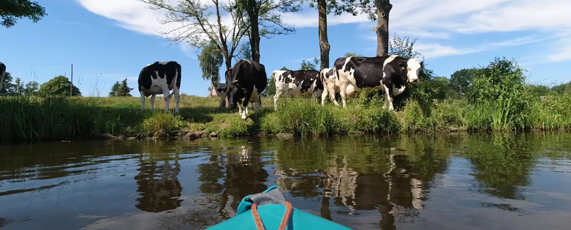 Paddelboot auf der Dove-Elbe mit Blick auf am Ufer grasende Kühe