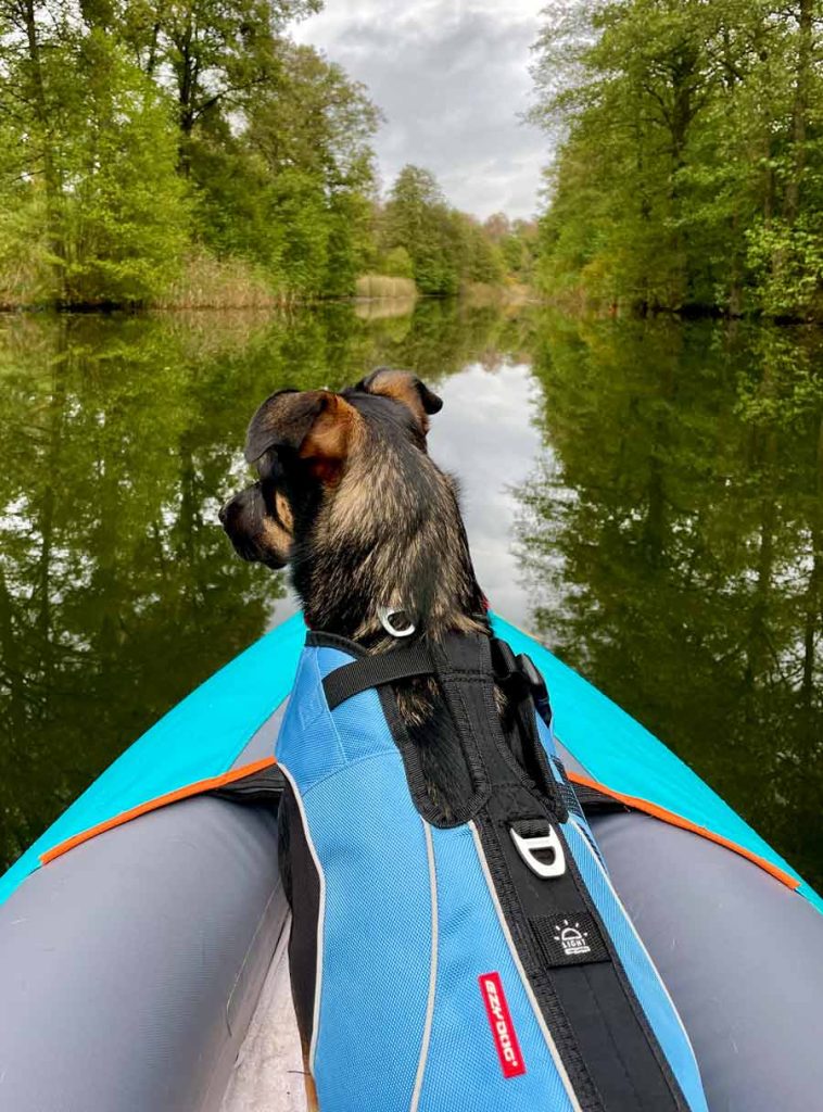 Hund im Luftboot beim Paddeln auf der Spree von hinten fotografiert