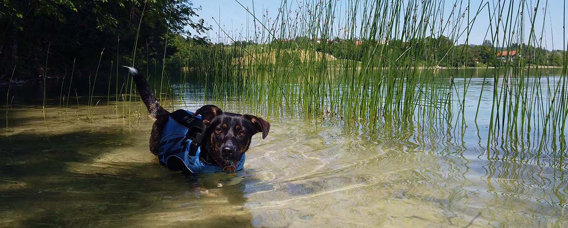 Badender Hund am Ufer des Weißensees mit Schilf im Hintergrund